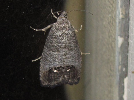 Cydia pomonella (Tortricidae)? S